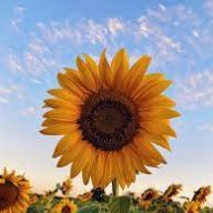 sunflower36002